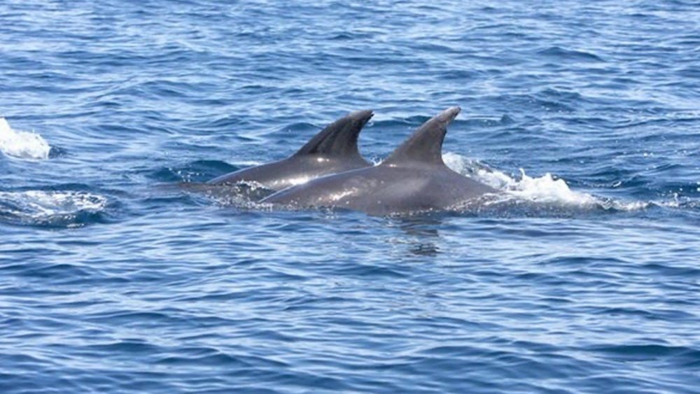 dolphins