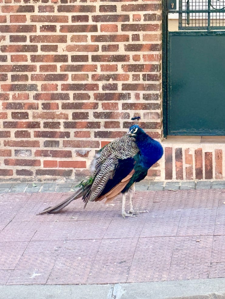 Capture d’écran 2026-03-15 à 16.13.01.png Capture d’écran 2026-03-15 à 16.13.01.png