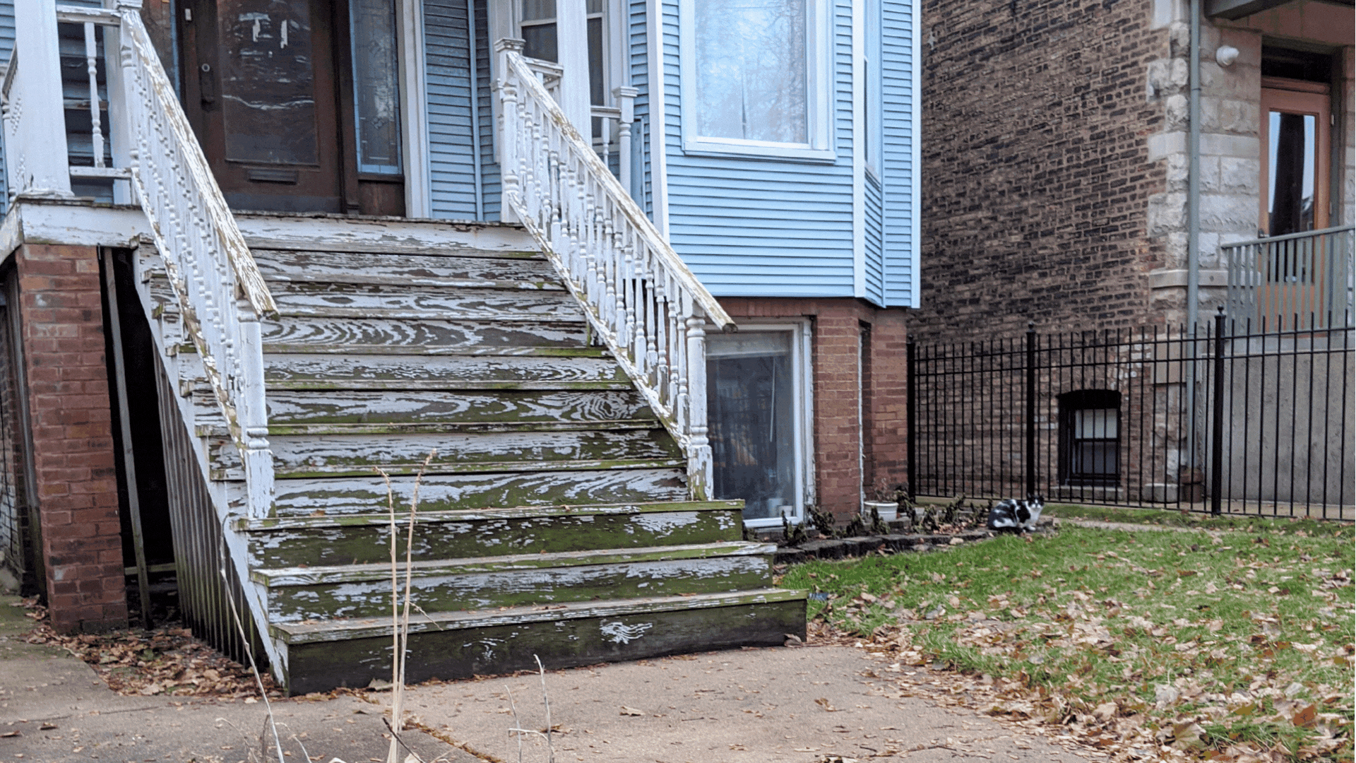 a black and white cat is hidden amongst some foliage near an old, worn-looking stoop