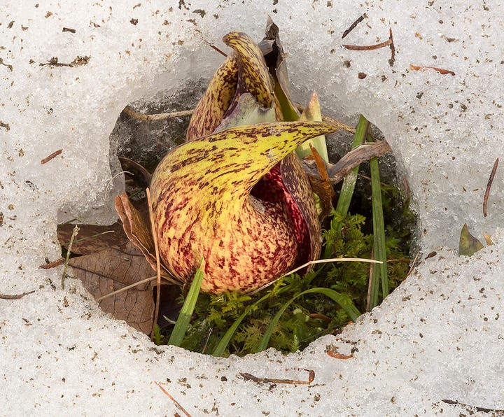 Various images of Eastern Skunk Cabbage