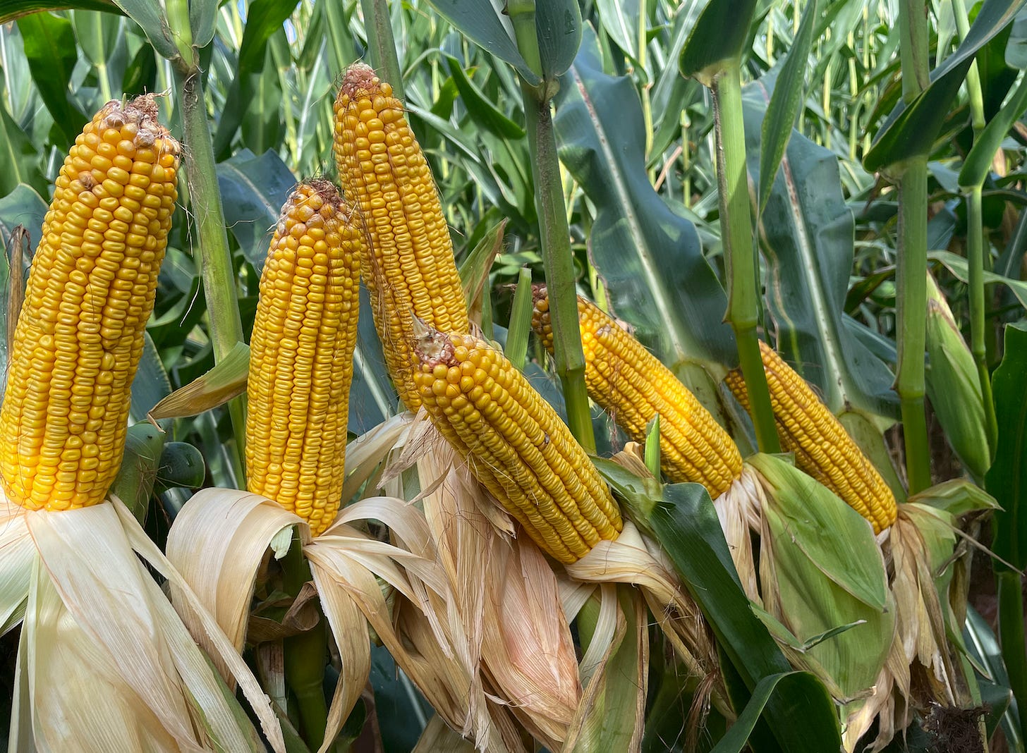 USDA Corn Estimates Are Accurate Overall, Says Review
