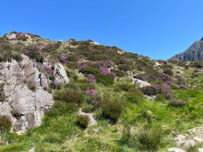 2025-6-19 Along the Llyn Idwal trail, Wales by Susan Corbin