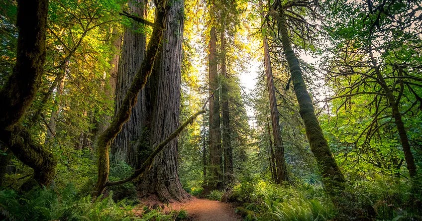 Health & Wellbeing — Rejuvenating The Nervous System and Reconnecting With Life.