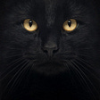 BlackieKat's avatar