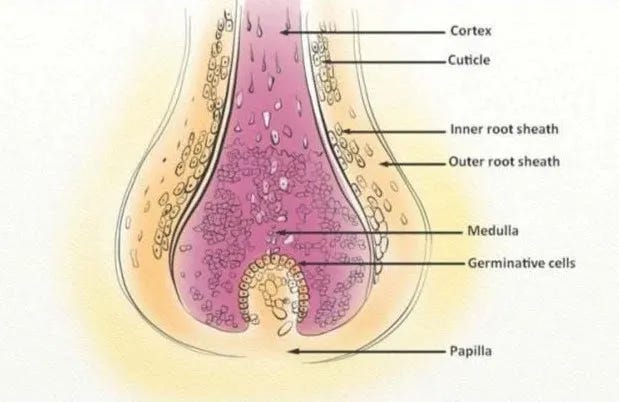 The hair follicle The hair follicle