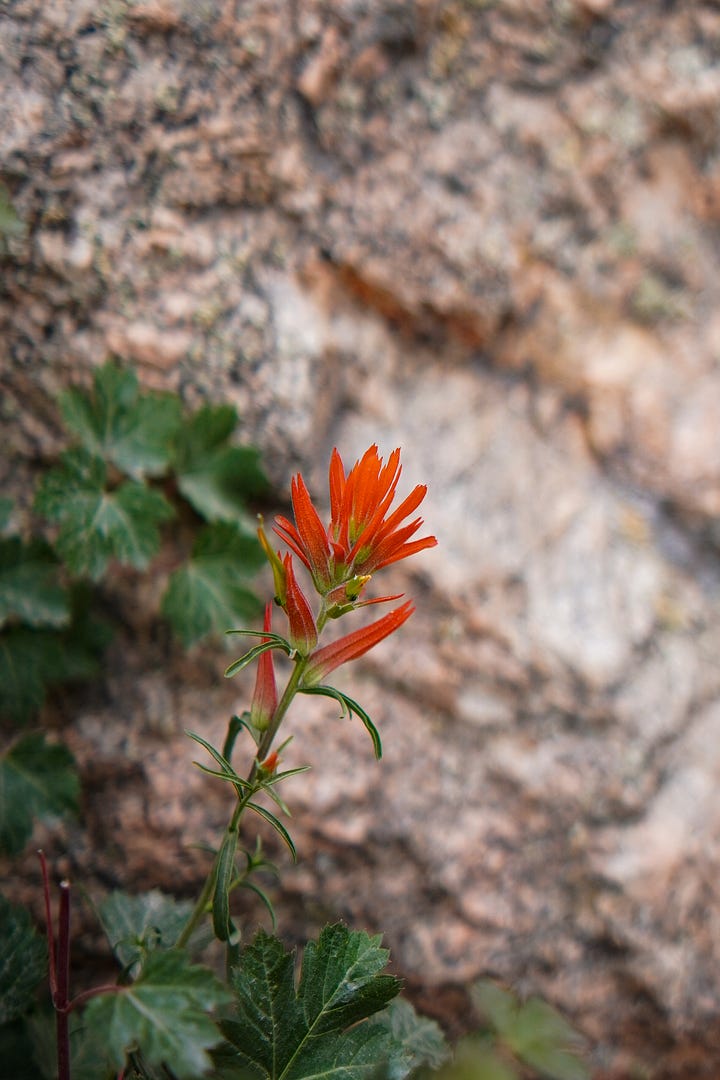 A magenta colored Wild Rose growing right alongside the falls in a crevice between rocks and a Paintbrush Flower