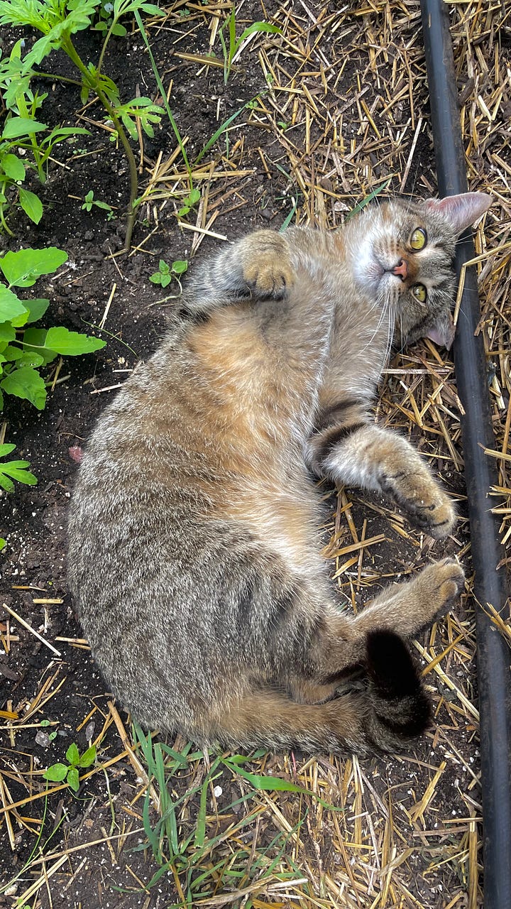 cute cat pictures