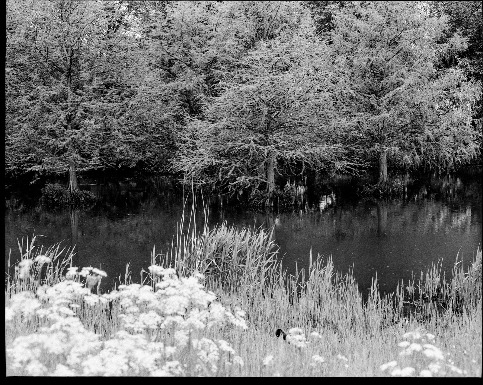 Process 032 ☼ Trying Out A New Film Stock (Cinestill BwXX 120)