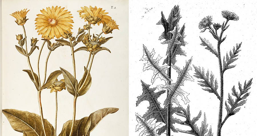 🌿 When the Boundary Becomes the Cage — The Silphium Extinction