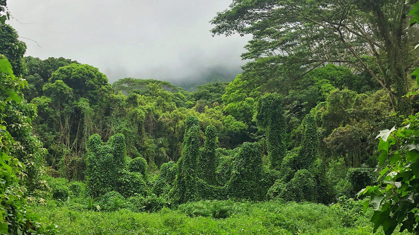 A clearing in a tropical forest that has dead trees covered in vines. Because of the vines, the trees are shaped like people.