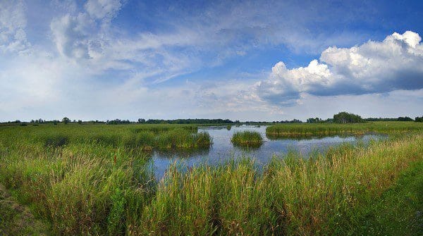4 Critical Types of Wisconsin Wetlands | Green Bay Botanical Garden 4 Critical Types of Wisconsin Wetlands | Green Bay Botanical Garden