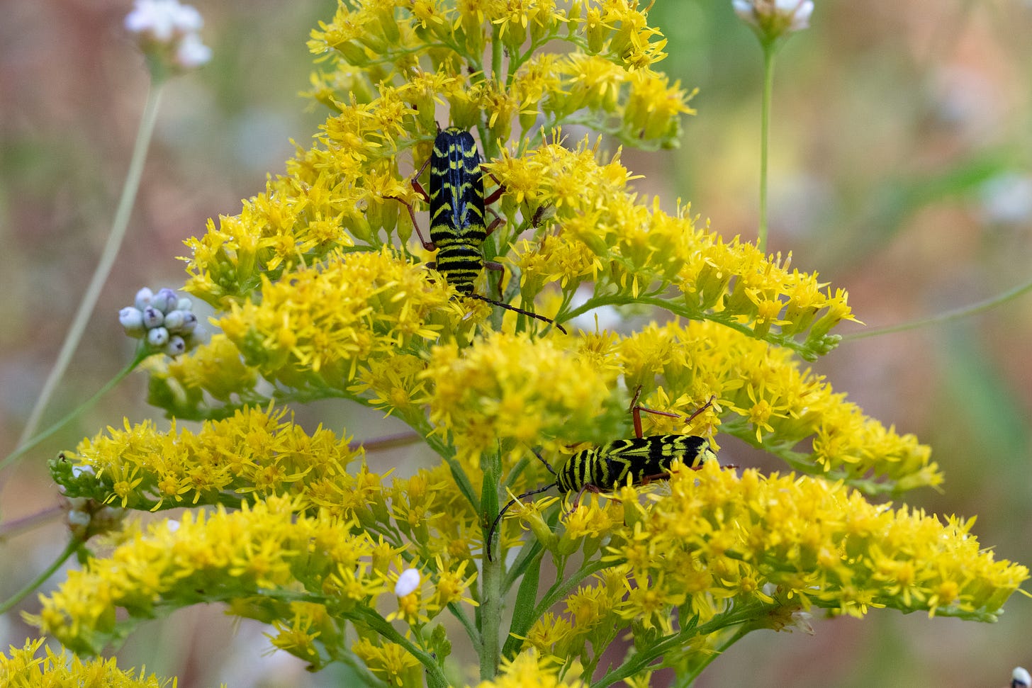 A plume of hundreds of small yellow flowers, with two black and yellow beetles on it. In the background are skinny stems ending with clusters of small white flower buds. A plume of hundreds of small yellow flowers, with two black and yellow beetles on it. In the background are skinny stems ending with clusters of small white flower buds.