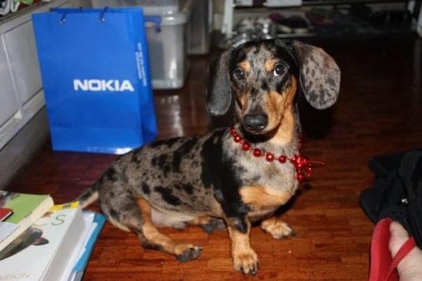 Dachshund Photos
