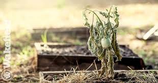 How Biochar Fixes Poor Plant Growth ...