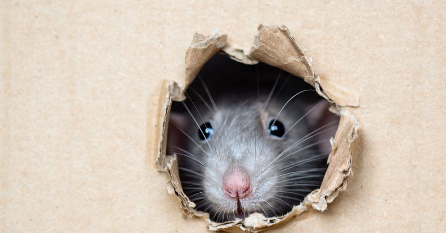 What Tickling Rats Tells Us About Human Development | Psychology Today