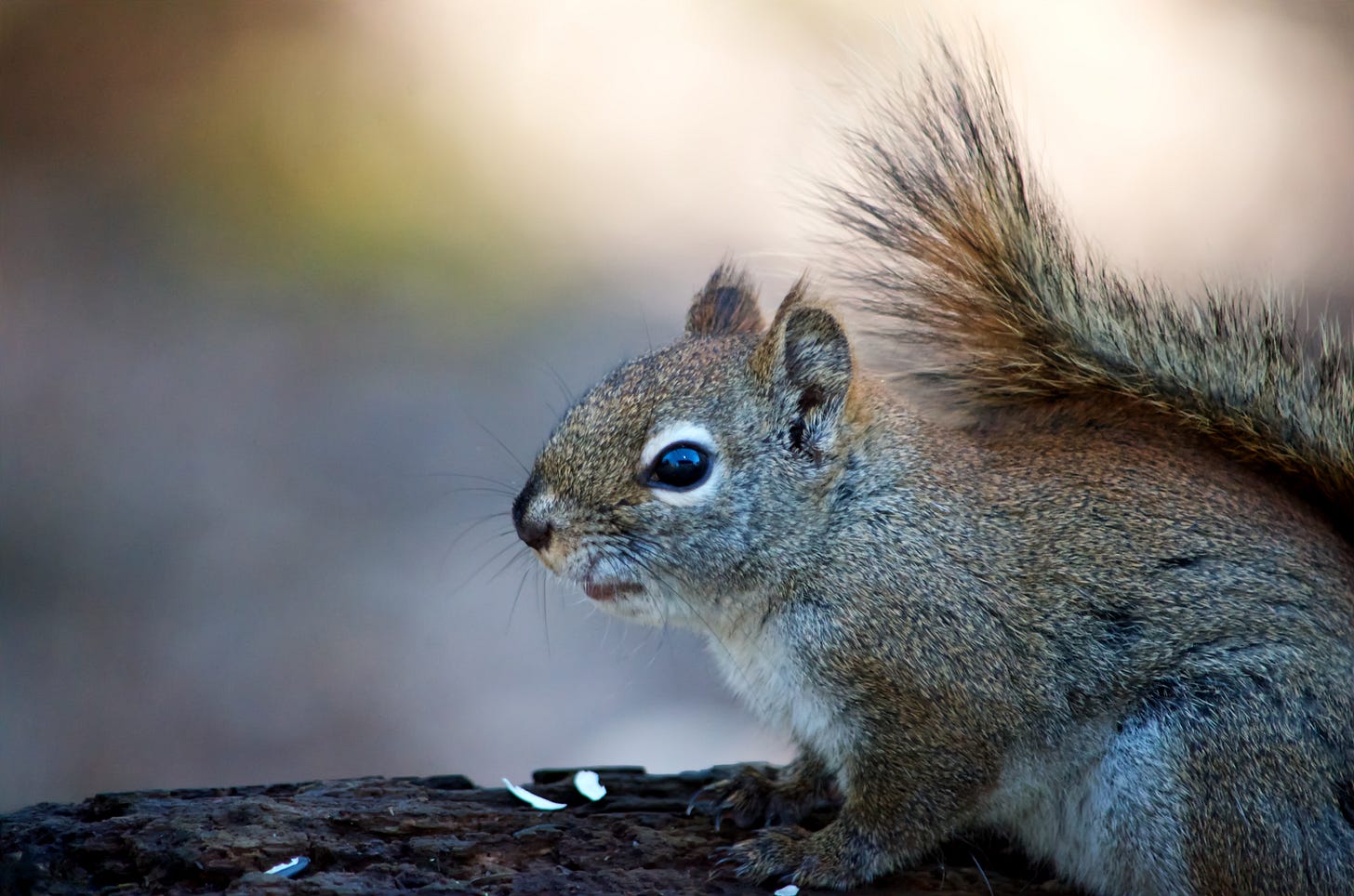 An Eastern Red Squirrel perches alertly on a fallen log where sunflower seeds have been left as a treat.