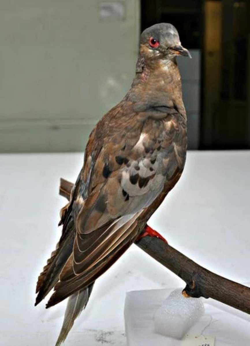 Martha, the last passenger pigeon