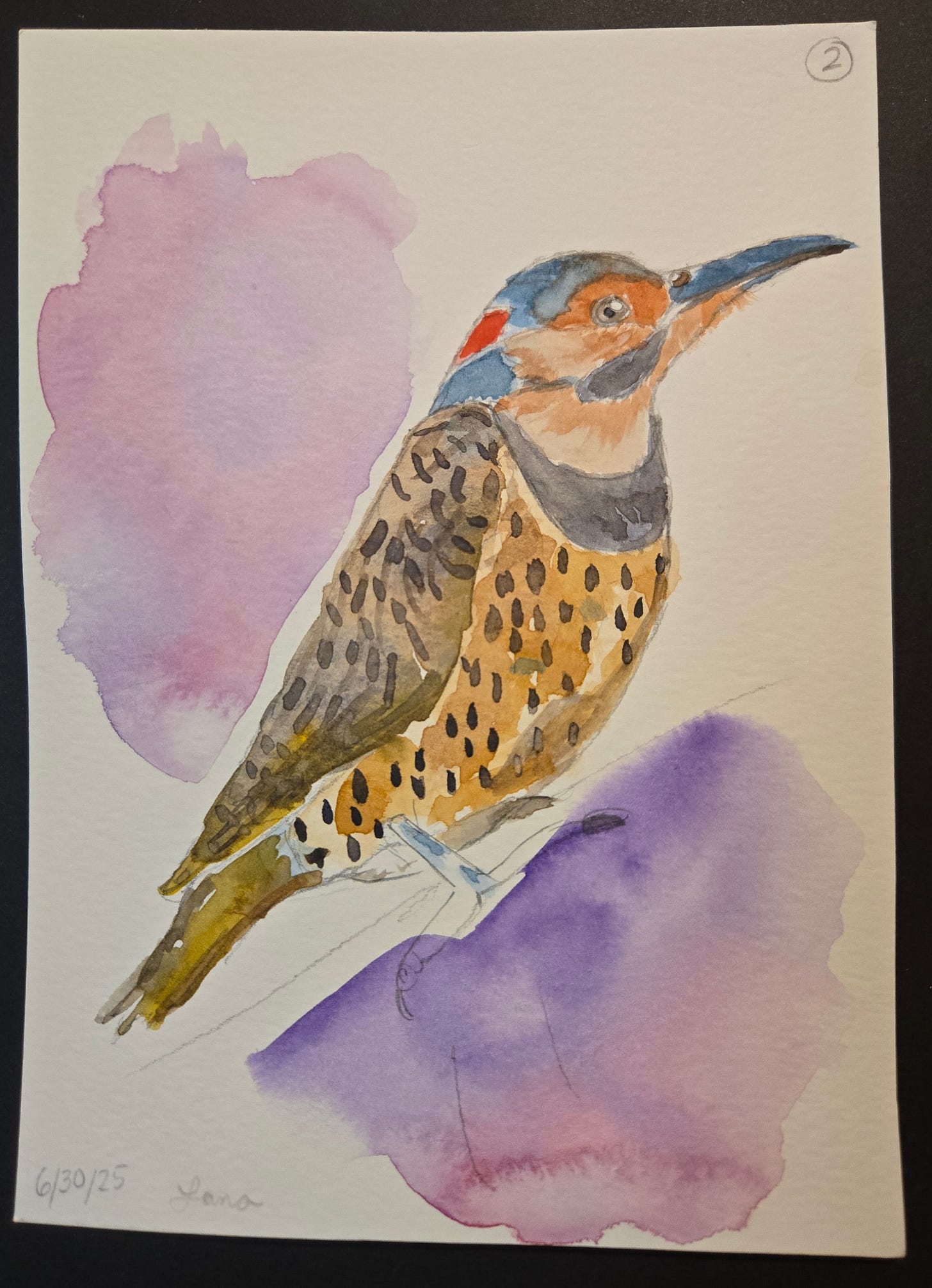 Watercolor painting of a gilded flicker with bright plumage and spotted feathers, perched against a purple background wash.