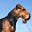 Dawkin's Terrier's avatar