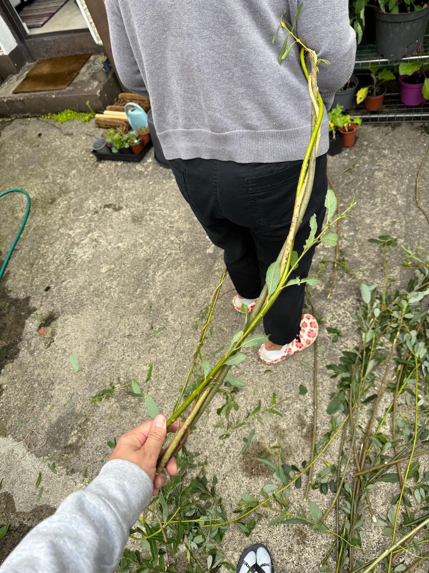 Two generations of hands holding a willow stalk and stripping the leaves Two generations of hands holding a willow stalk and stripping the leaves