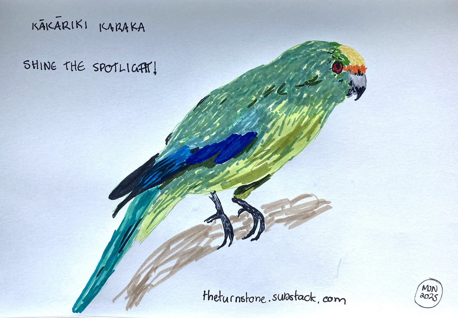 A felt pen drawing of a green parrot with blue on the wing and a yellow and orange face, caption "shine the spotlight"