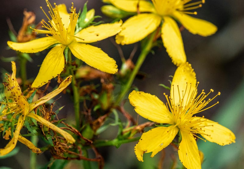 St. John's Wort Appearance