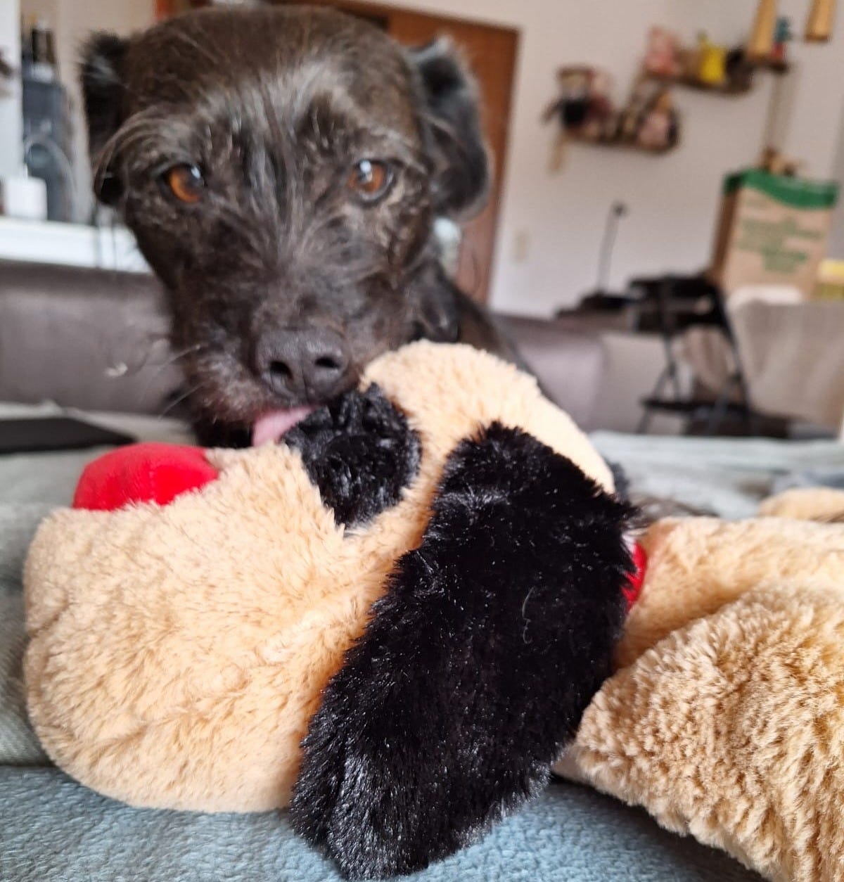A medium-sized, black-furred dog lies down on a couch, looking at the camera. She is licking a plush dog that stands in front of her.