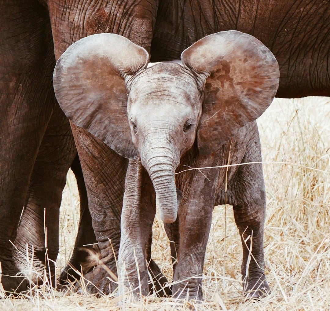 baby elephant