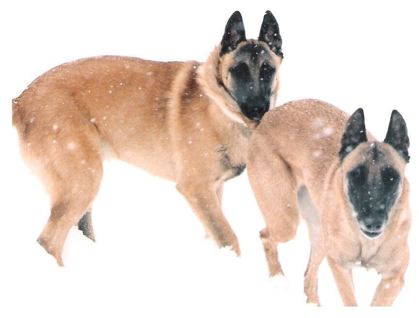 Belgian Malinois dogs play in the snow Belgian Malinois dogs play in the snow