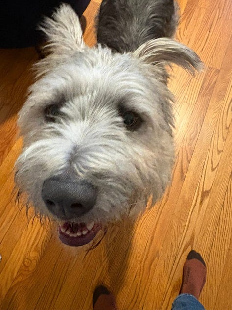 A scruffy muppet-like dog smiles for the camera!