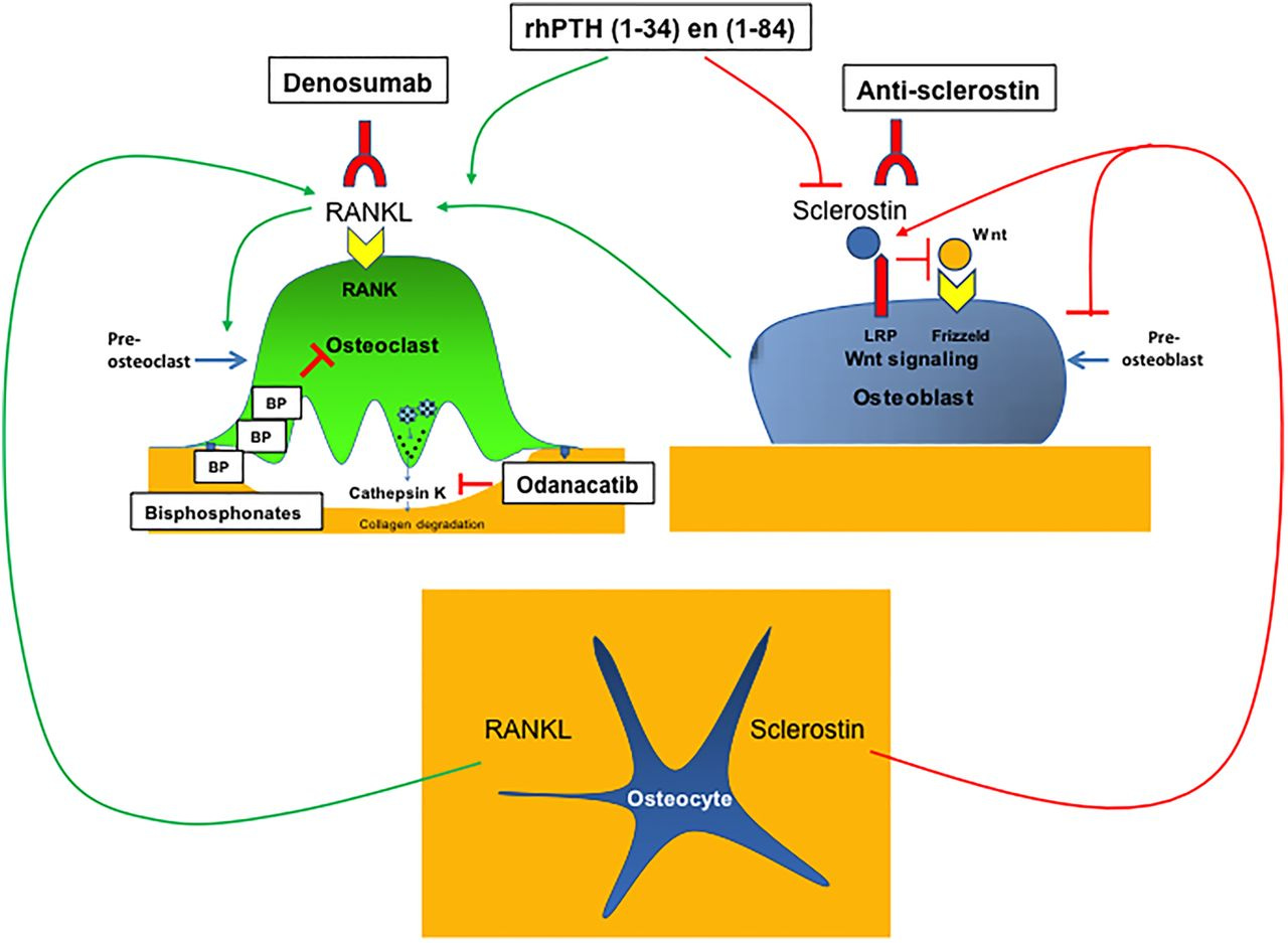 New insights into treatment of osteoporosis in postmenopausal women | RMD  Open