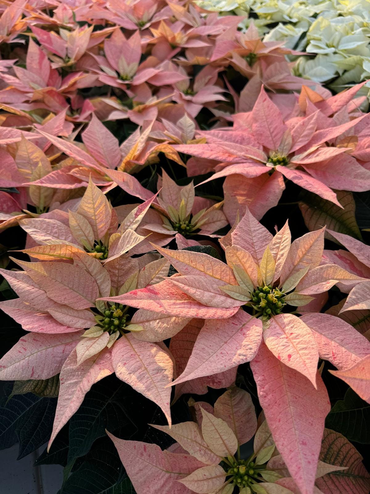 7 picks from Lazzeri's Poinsettias - by Mr Plant Geek