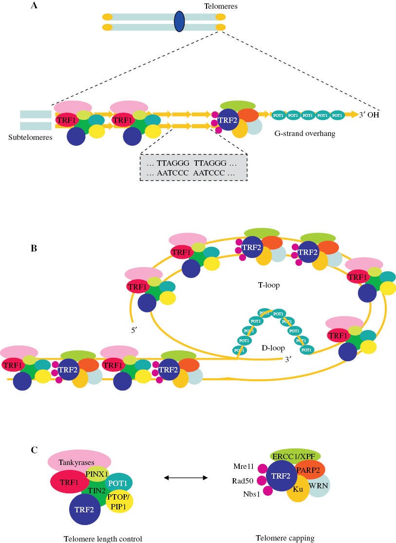 Figure 1: Telomere structure.(A) Telomers are composed by a double strand region of –TTAGGG– repetitions and by a single strand region called G-strand overhang. Two protein complexes are bound to telomeres, the telomere repeat binding factor 1 (TRF1) complex and the telomere repeat binding factor 2 (TRF2) complex. (B) The G-strand overhand can fold back and invades the double strand region leading to the formation of T-loop and D-loop structures. The resulting 3D conformation protects the 3’OH end of the chromosome. (C) Composition of the two main telomere-associated protein complexes. The TRF1 complex is involved in telomere length control, whereas the TRF2 complex functions as protective end cap of telomeres. Modified from Blasco et al. [18, 19].