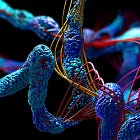 Further vaccine failure and insistence on using mRNA 