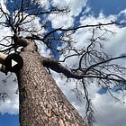 El Pino Alto de Peñarubia, seco y olvidado