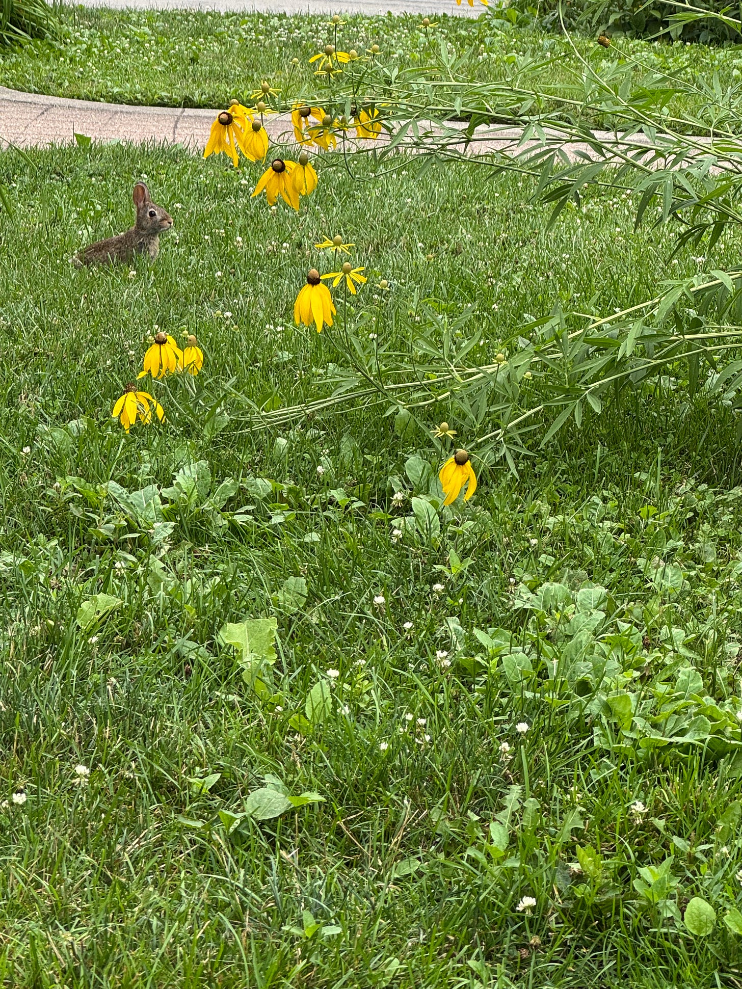 a photo of a baby rabbit near the prairie. the rabbit is on the left, ears perked, and to its right are yellow upright prairie coneflowers