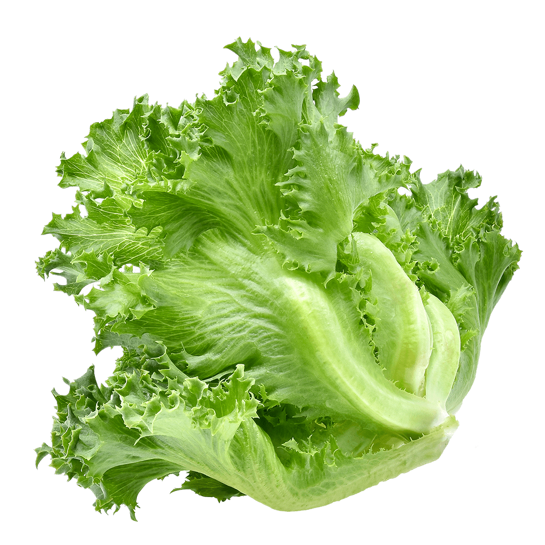 Crunchy Leaf Lettuce