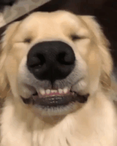 golden retriever smiling golden retriever smiling
