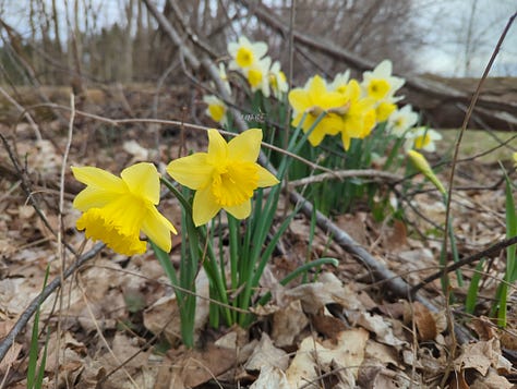 Chores are "routine," and that's the beginning and the end of routine on the homestead