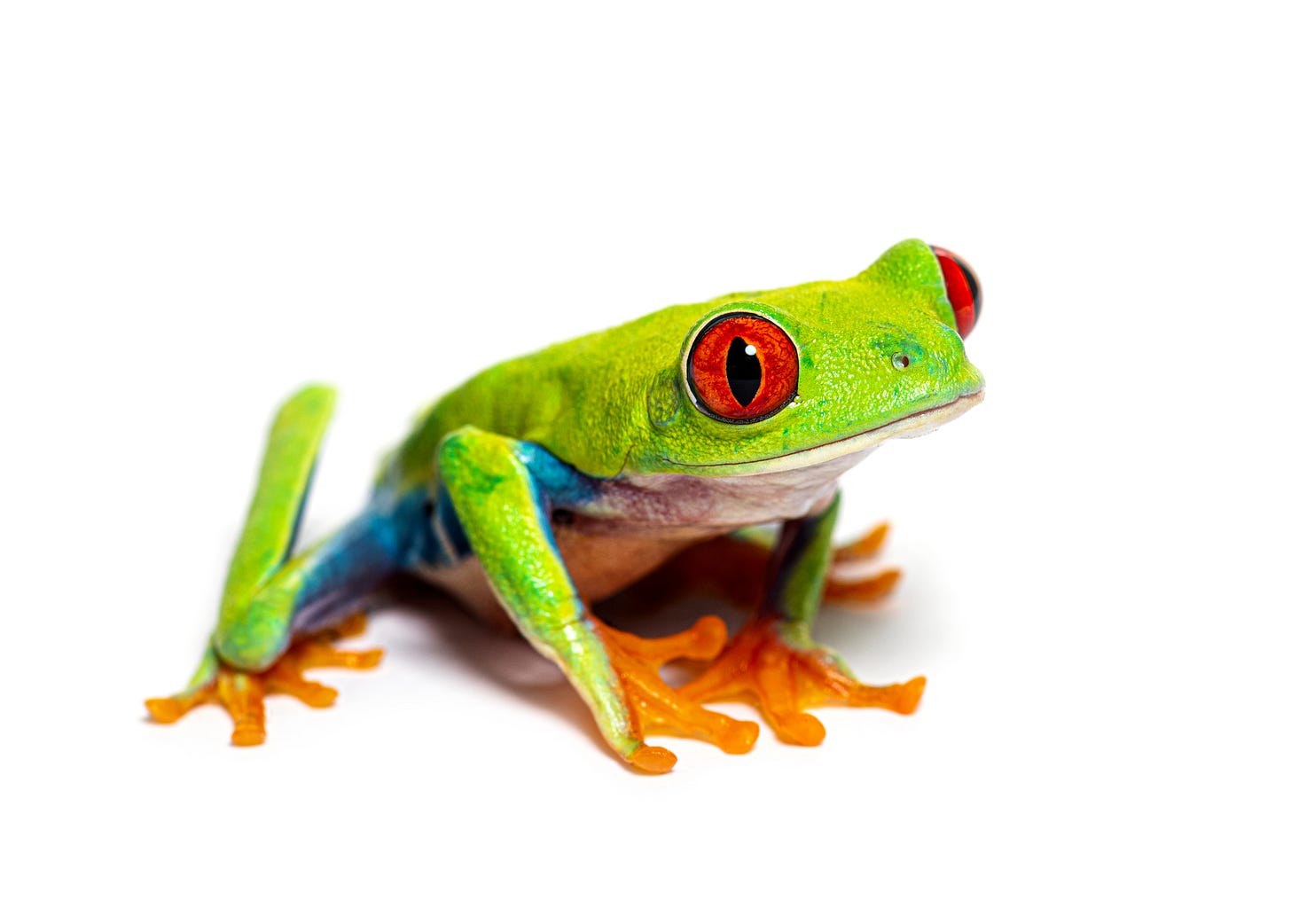 An excellent green tree frog with red eyeballs and orangey lil feet.