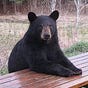 Rainberry's avatar