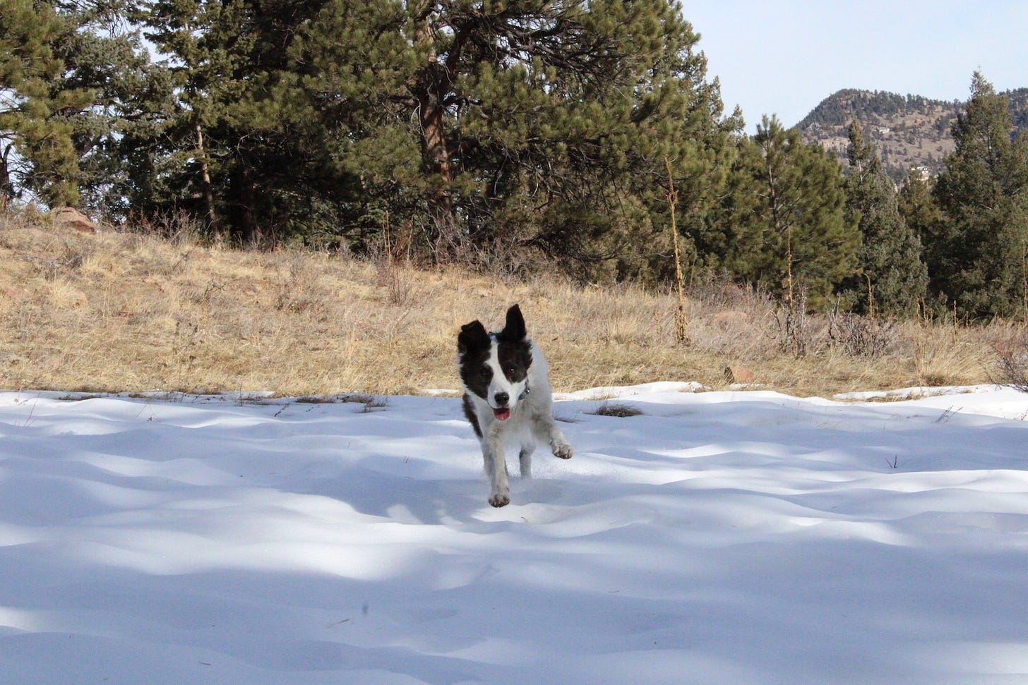 A dog running in the snow A dog running in the snow