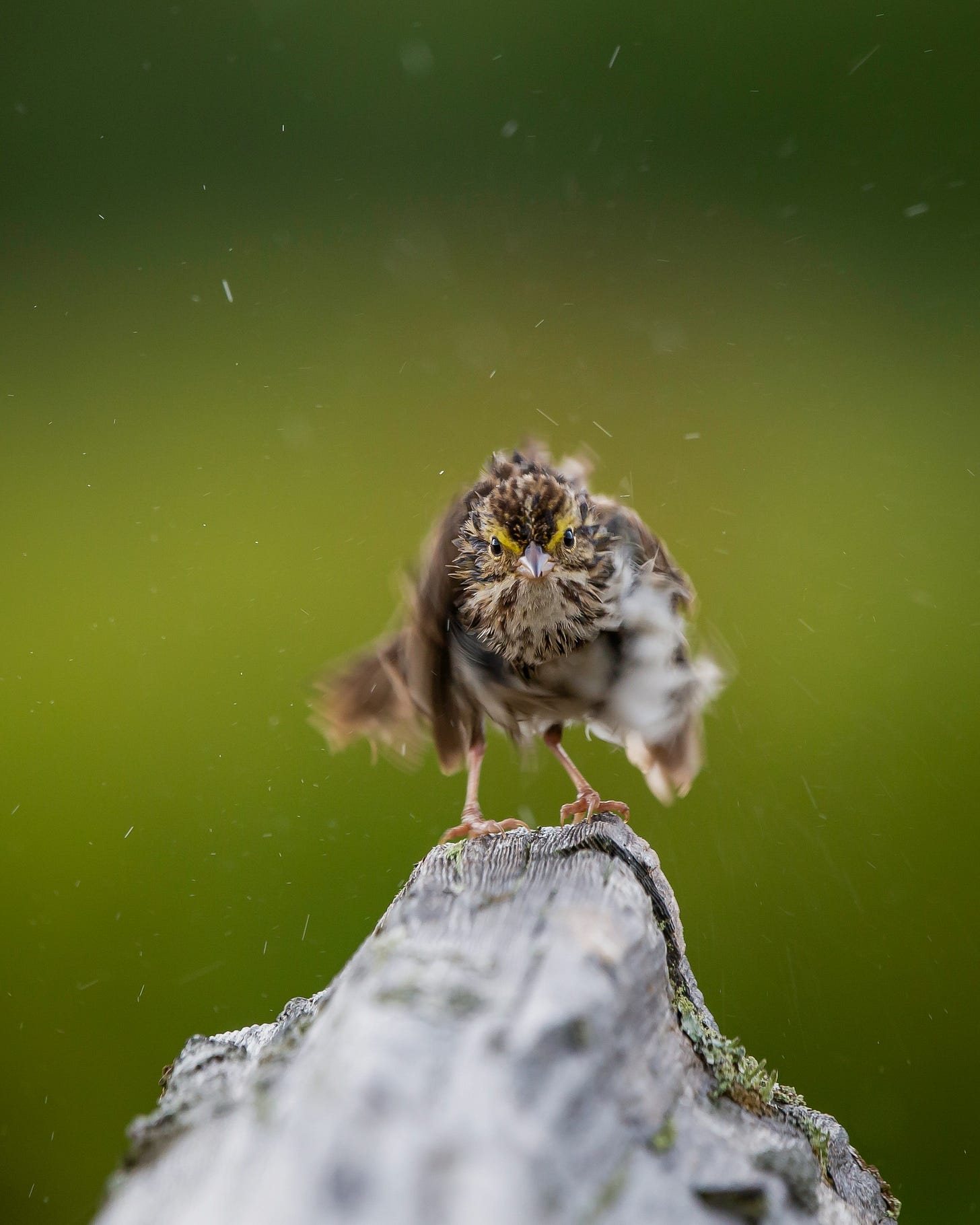 A tiny Savannah Sparrow, a brown bird with yellow eye stripe, perched on a log