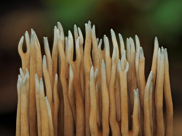 coral mushrooms with blue tips
