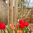 What's the Difference between Annuals & Perennials?