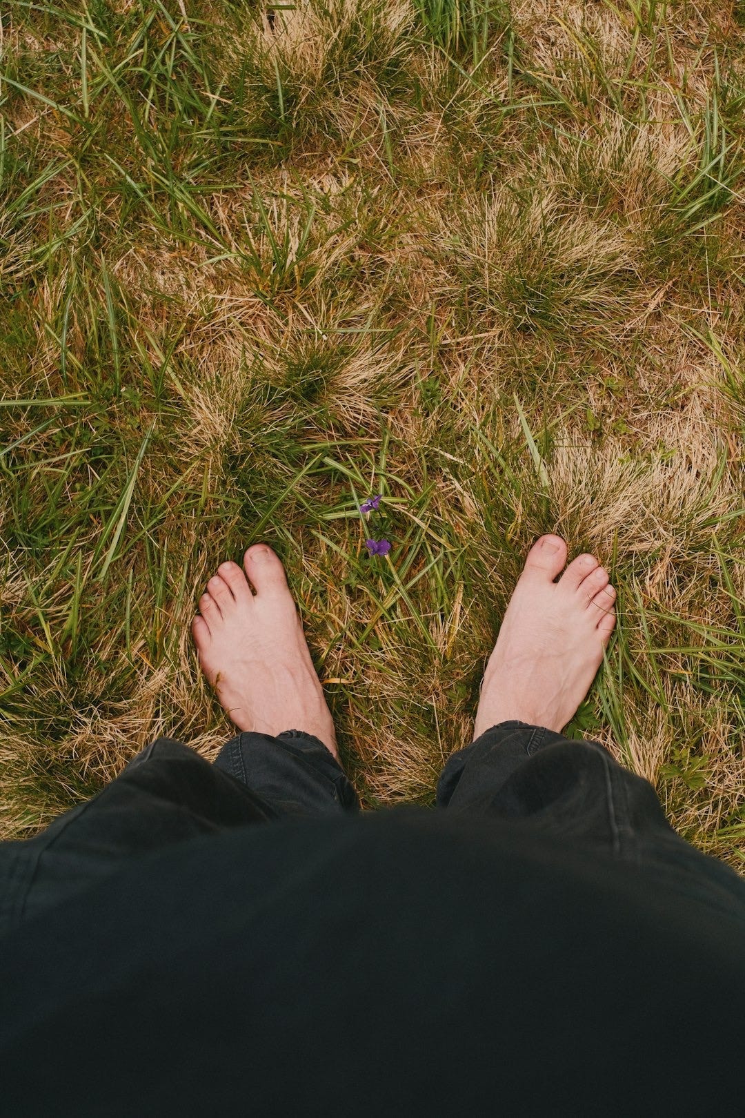 Bare feet standing in a field of grass. Bare feet standing in a field of grass.