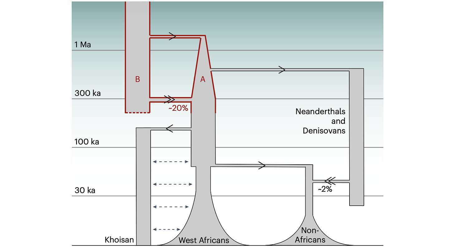 Population model from Cousins and coworkers 2025 showing deep split between populations A and B, followed by a merger of 20% population B, 80% population A, followed by a division of population A into the varied populations of recent people