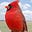 David M. Johnson's avatar