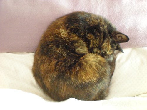 Artemis the Cat 2 Artemis the Cat 2