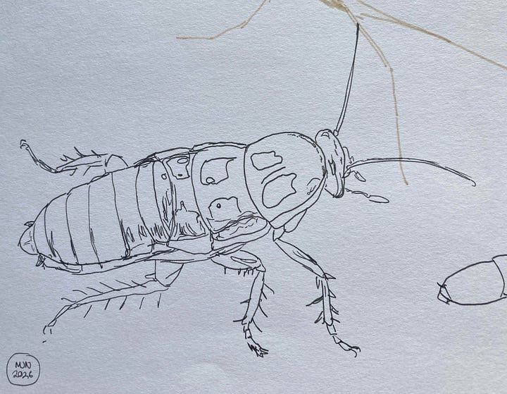 Two attempts at the Otago alpine cockroach, one in felt pen, the other a black line drawing